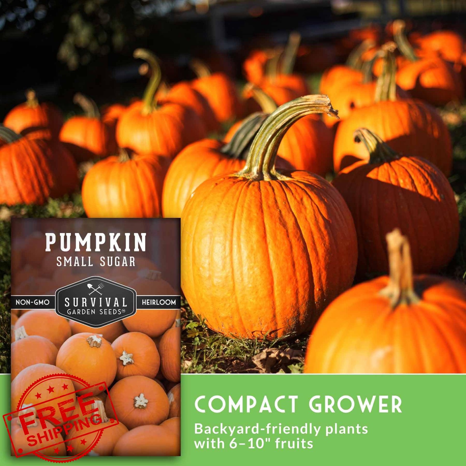 Small Sugar Pumpkin Seeds for Planting – Heirloom Sugar Pie Pumpkins, Sweet B…
