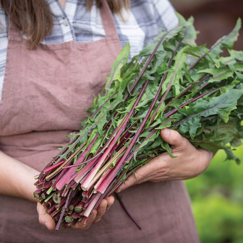 1000 Red Stem Endive Italian Dandelion (Chicory) Seed Non-GMO Heirloom