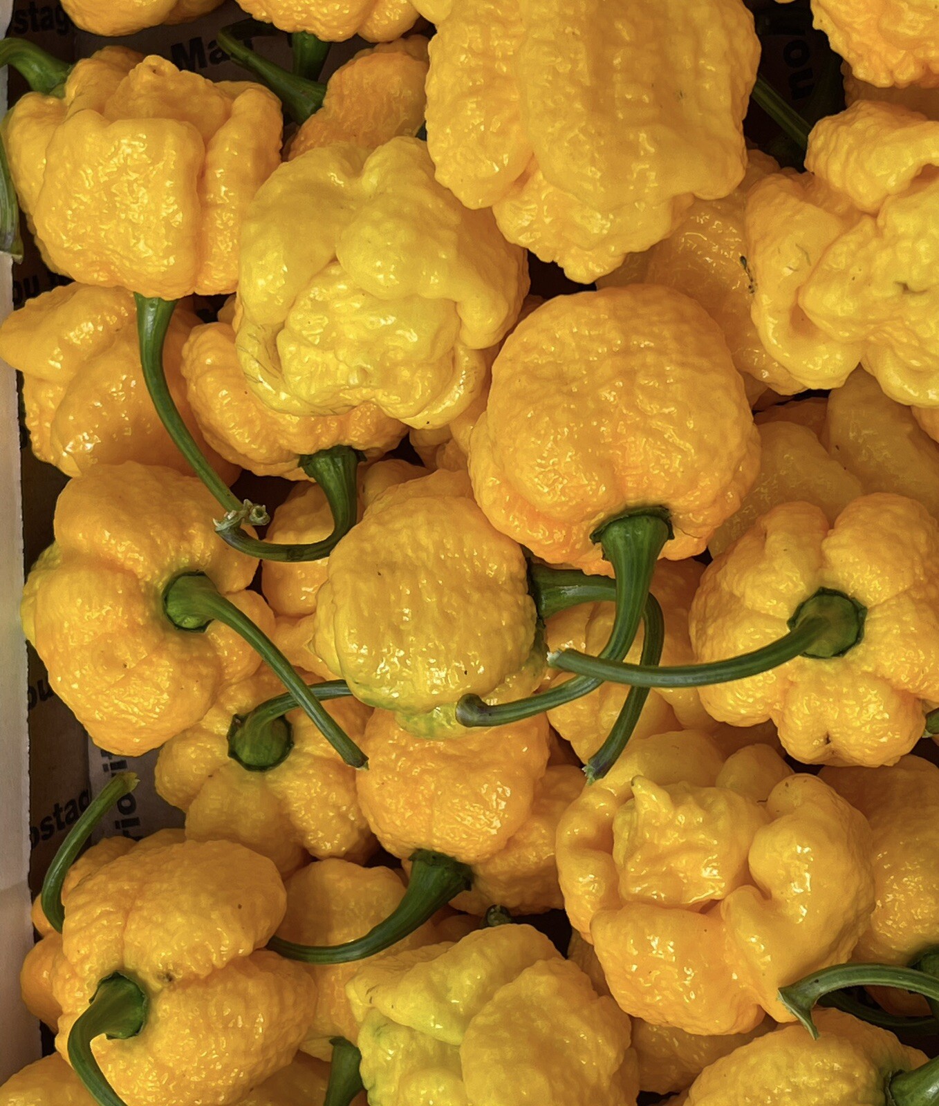 100+ Random SUPERHOT Pepper Seeds Individually Labeled Over 40 Different Kinds