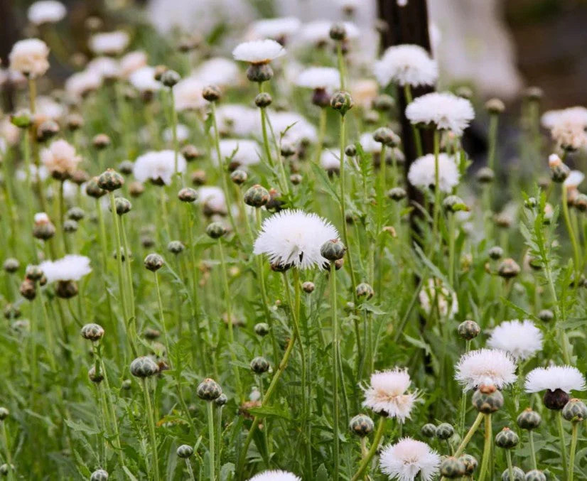 The Bride White Sweet Sultan Seeds – For 2025 Planting Centaurea Amberboa Fluffy