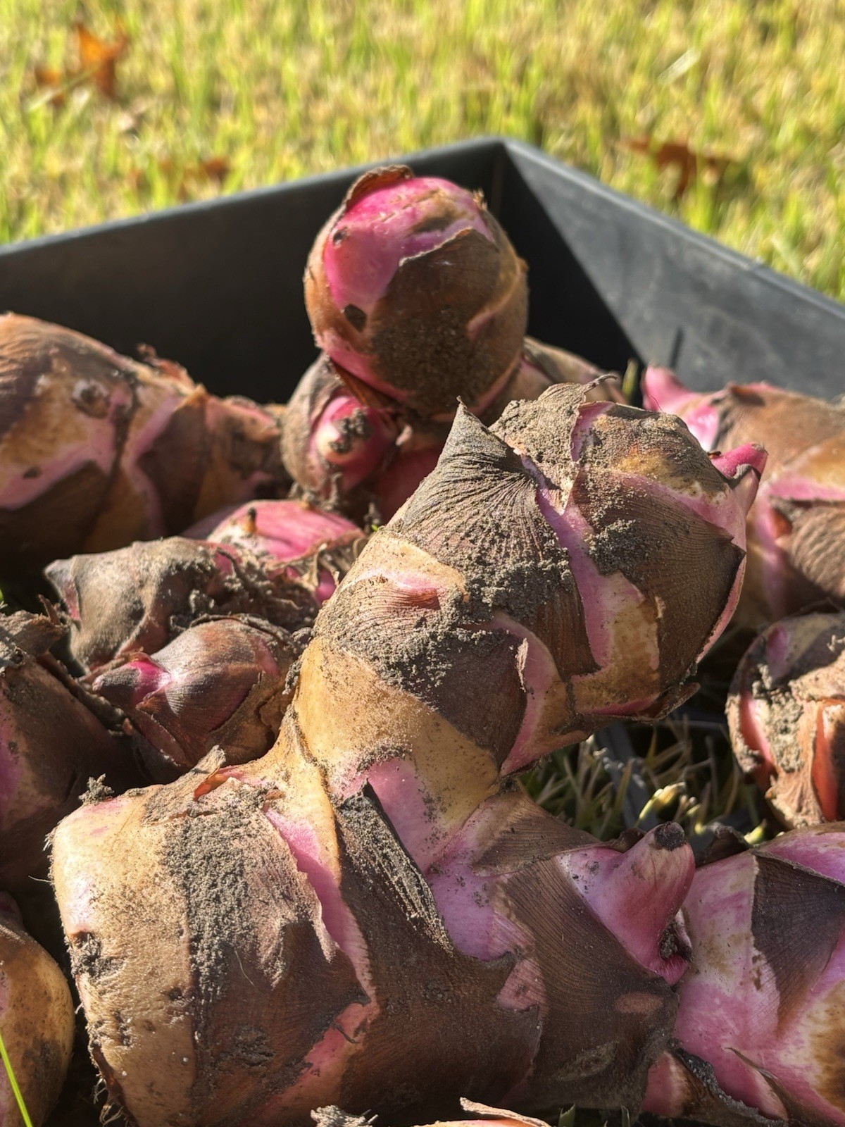 Canna Lily Bulbs Mature Random Choice Sent USA Grown 5 Smaller Size bulbs