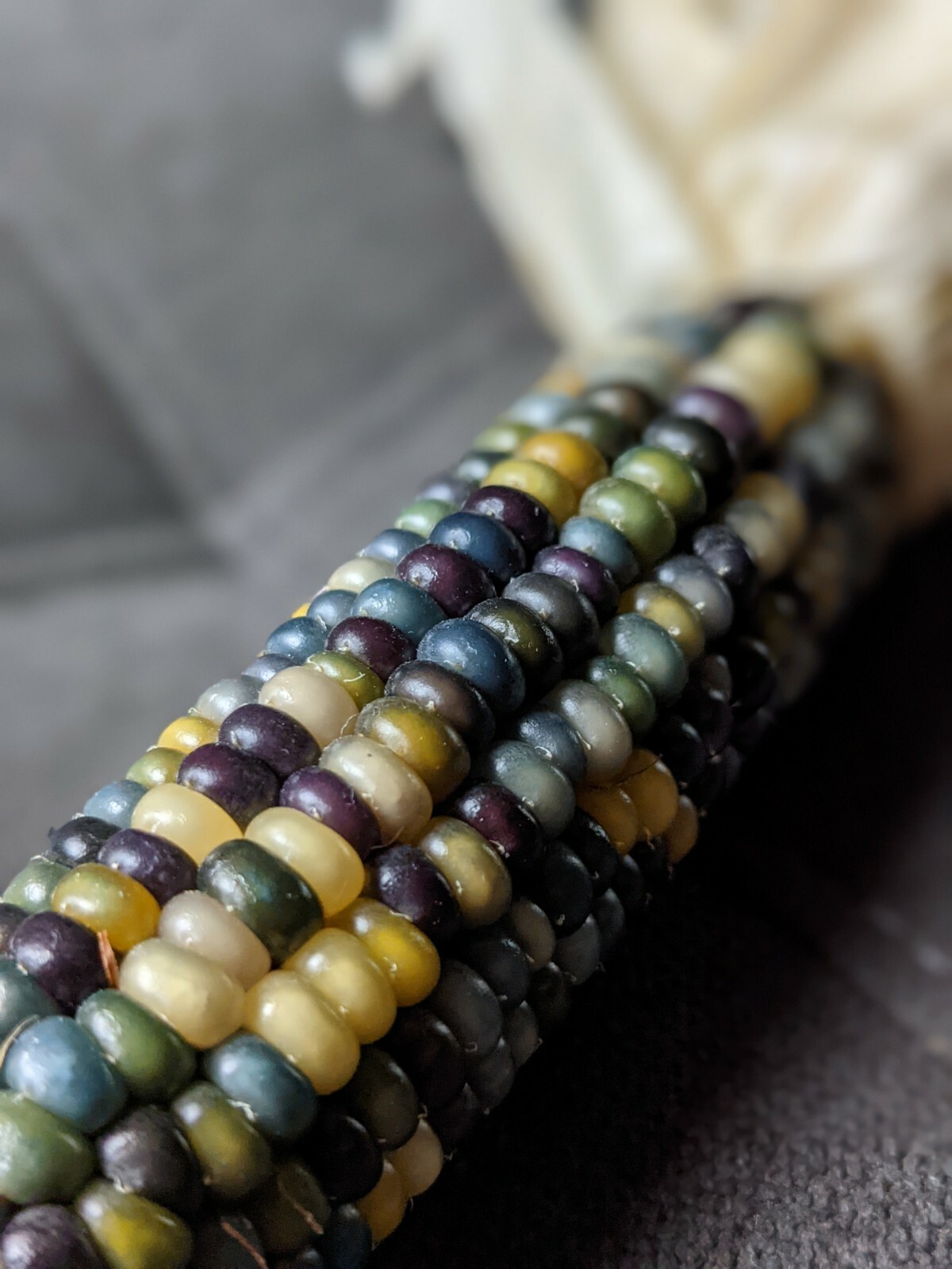 Glass Gem Corn Seeds Cherokee History Rainbow Colors 25 Seeds, Beautiful!