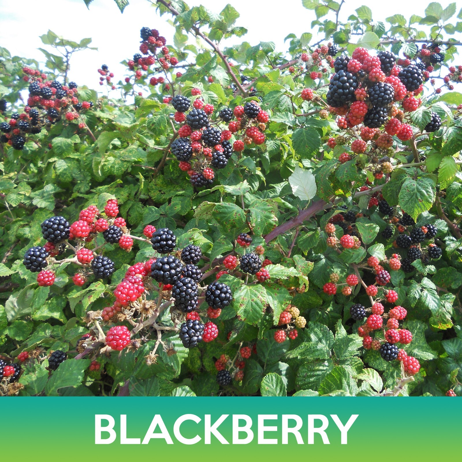 Blackberry Seeds, Rubus allegheniensis