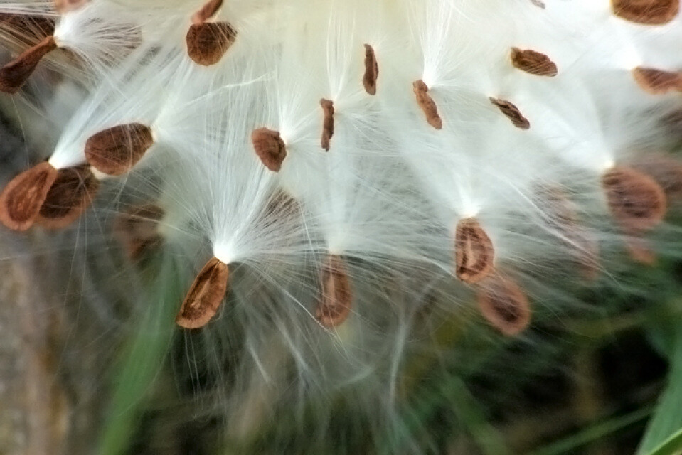 Fresh MILKWEED Seeds (50) with fluff, no leaves, no pods, nonGMO, no herbicides