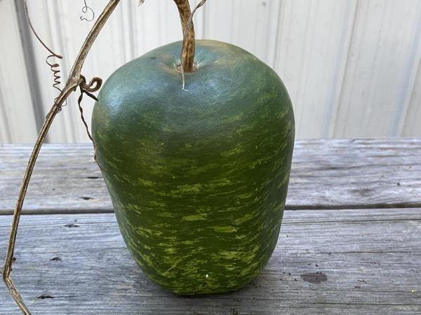 Lagenaria siceraria | Hard-shelled Gourd | Calabash | Tinda Gourd Apple | 5 See