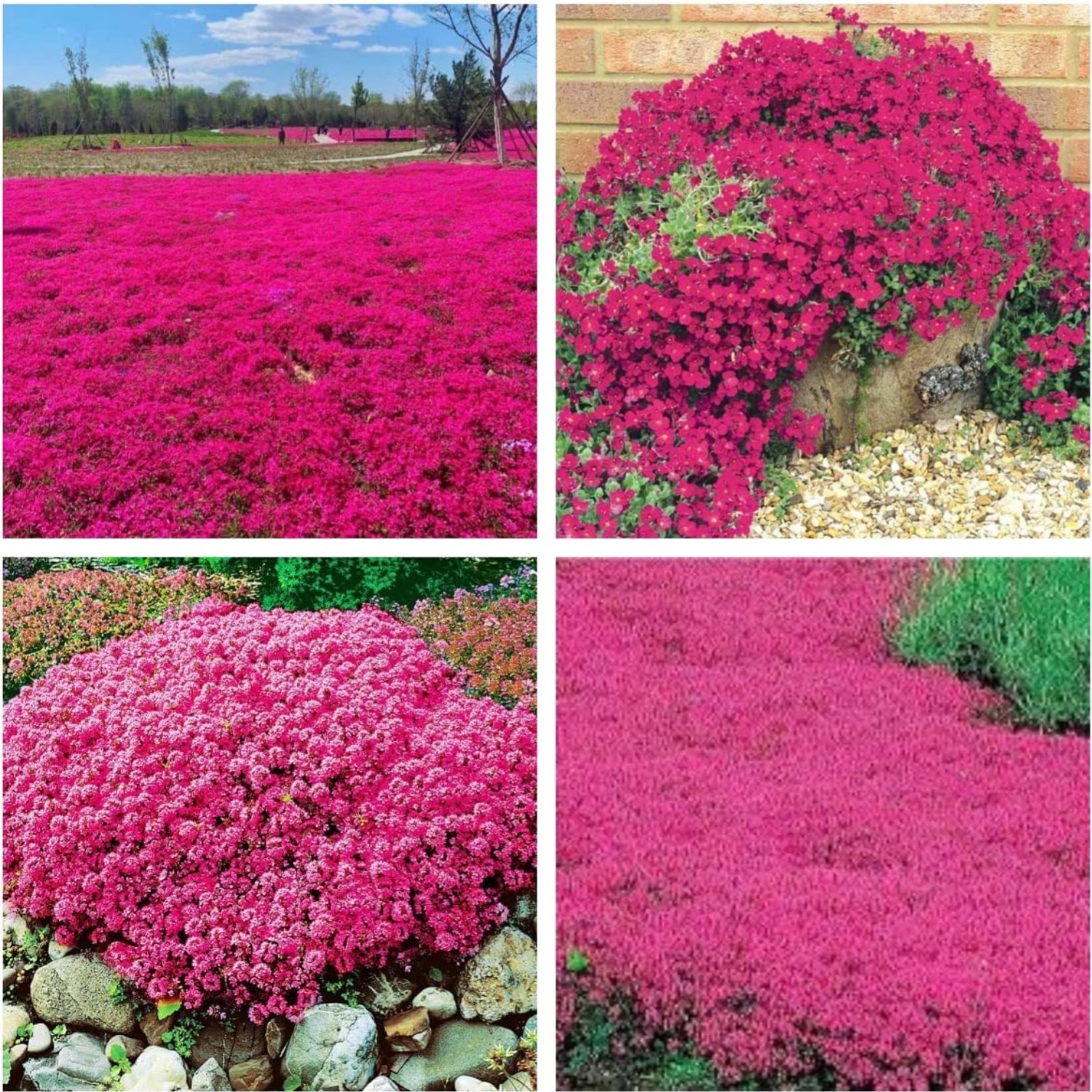 Red Creeping Thyme Seeds 20000+ Non-GMO Ground Cover Easy to Grow