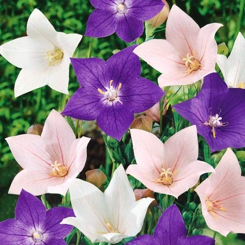 Seeds Balloon Flower Mix (Platycodon Chinese) Perennial Flowers
