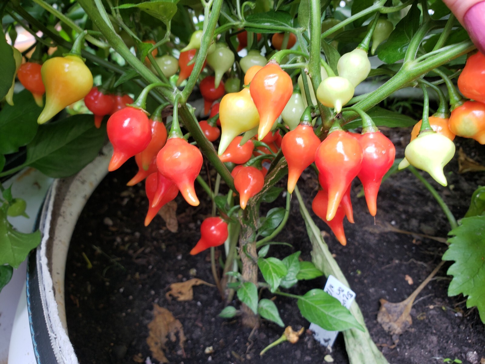 Biquinho Peppers Red & Yellow Organic 10 Count *Free Shipping*