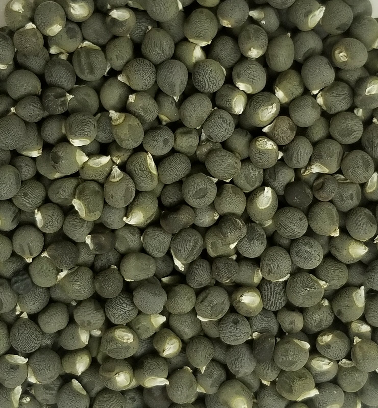 100+ Red Burgundy Okra Seeds (Abelmoschus Esculentus)