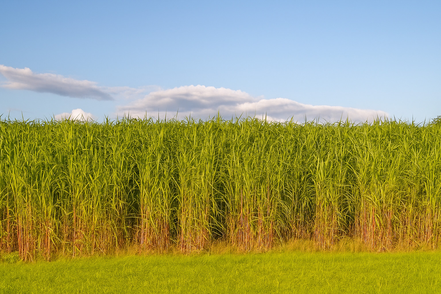 2,000 + Switchgrass Seeds Tall Grass Ornamental Perennial