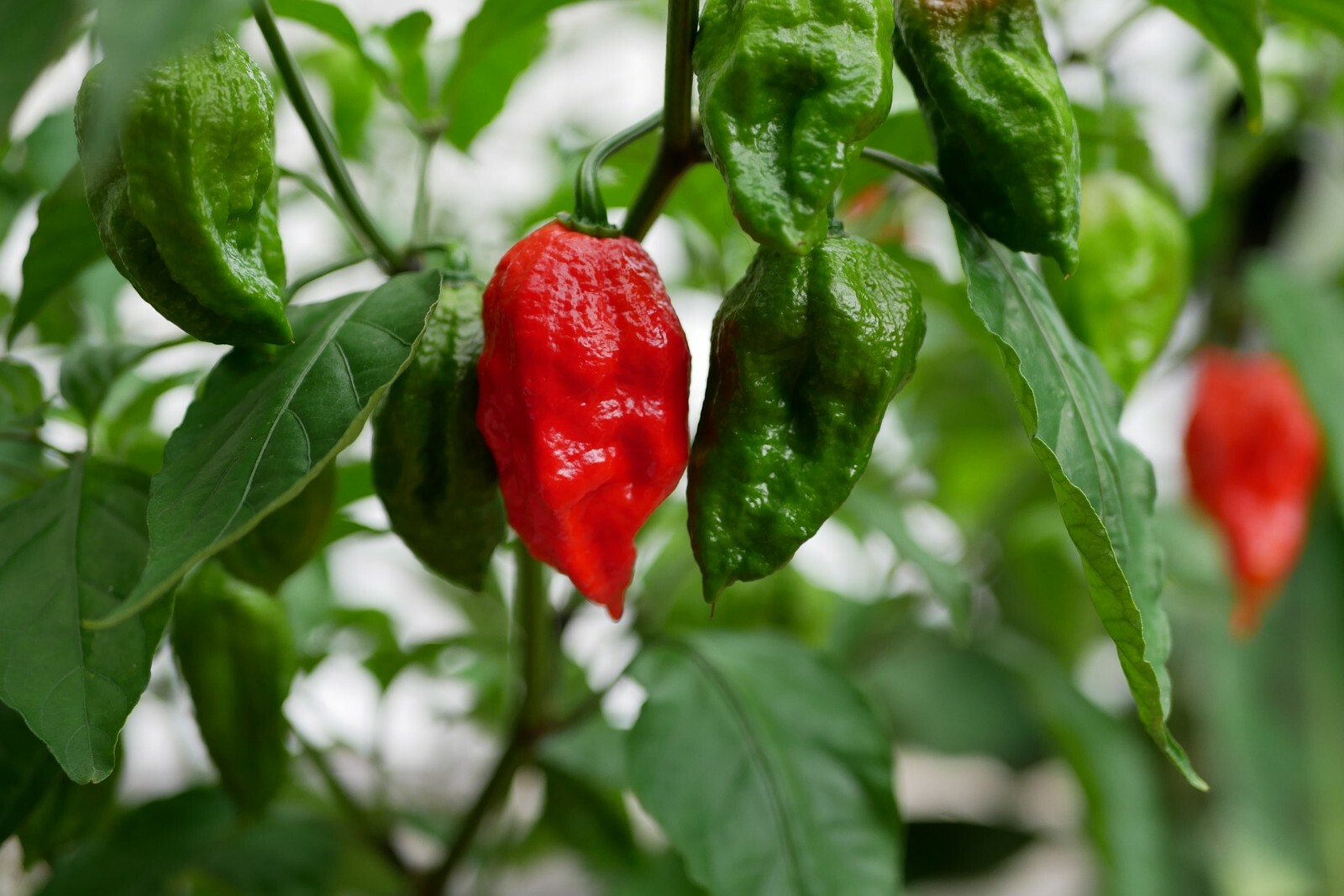 1 MILLION + SCOVILLE!!! Ghost Pepper {bhut jolokia} 50+ seeds Free US Shipping!