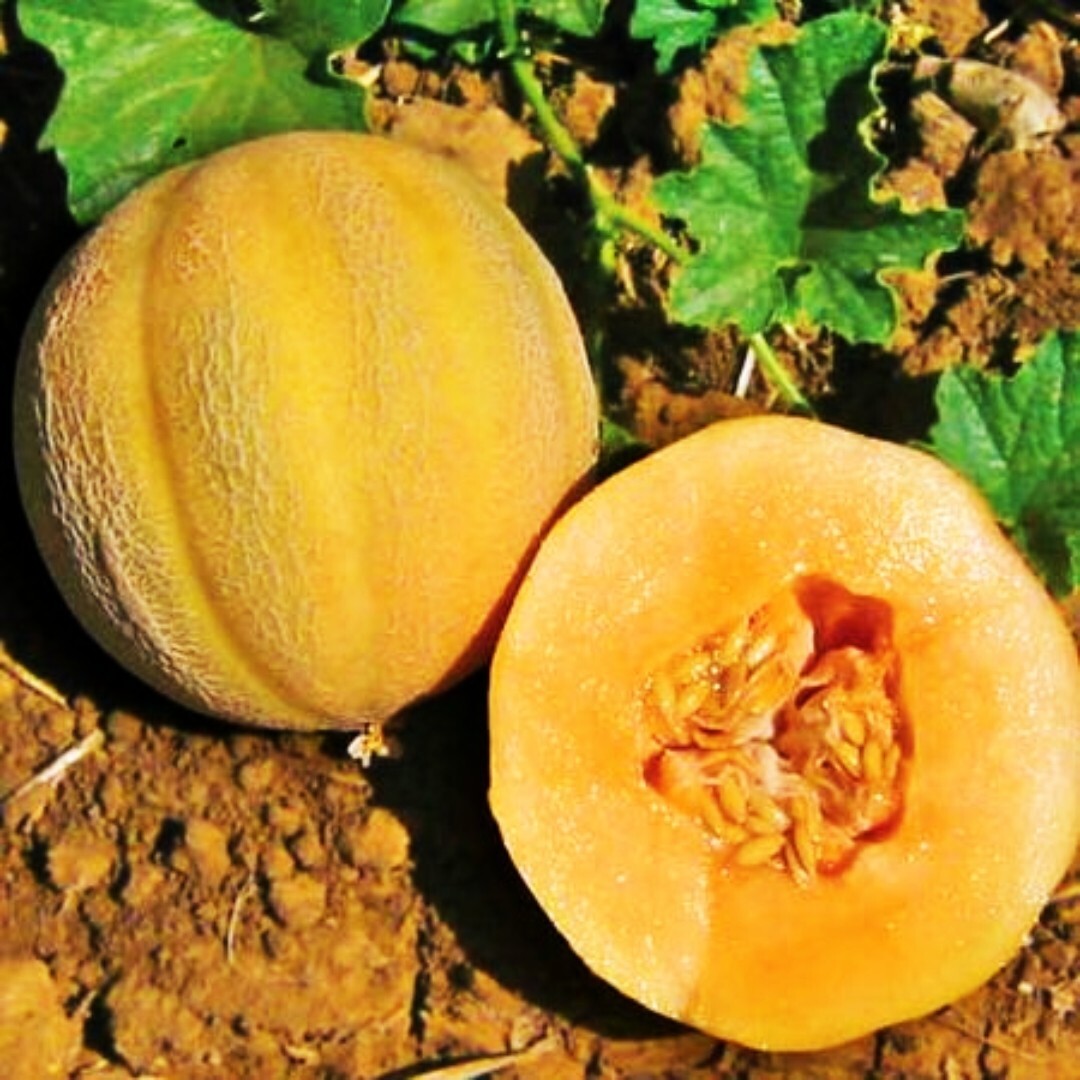 25+ Minnesota Midget Cantaloupe Seeds Mini Melon Fruit NON-GMO