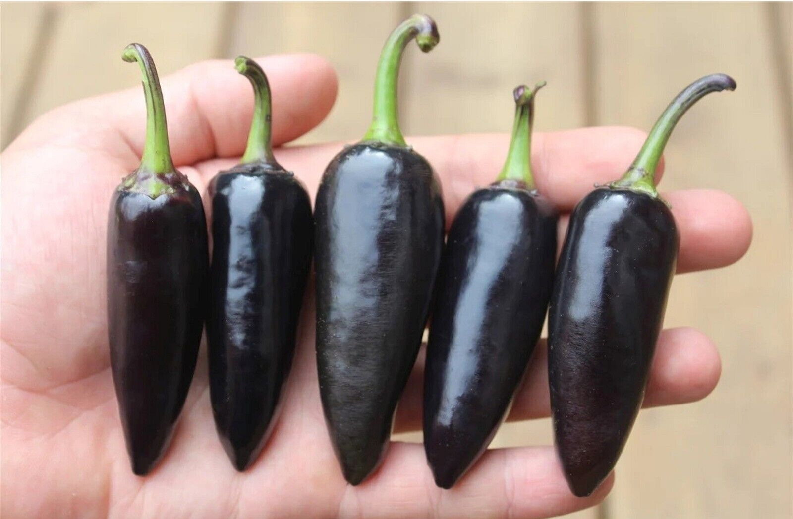 Black Jalapeno 12 Seeds