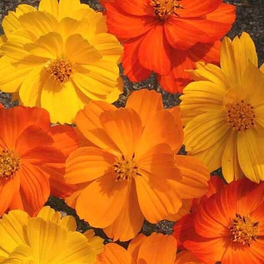 Sulphur Cosmos Bright Lights Seeds Mix-Non GMO – 100 Seeds