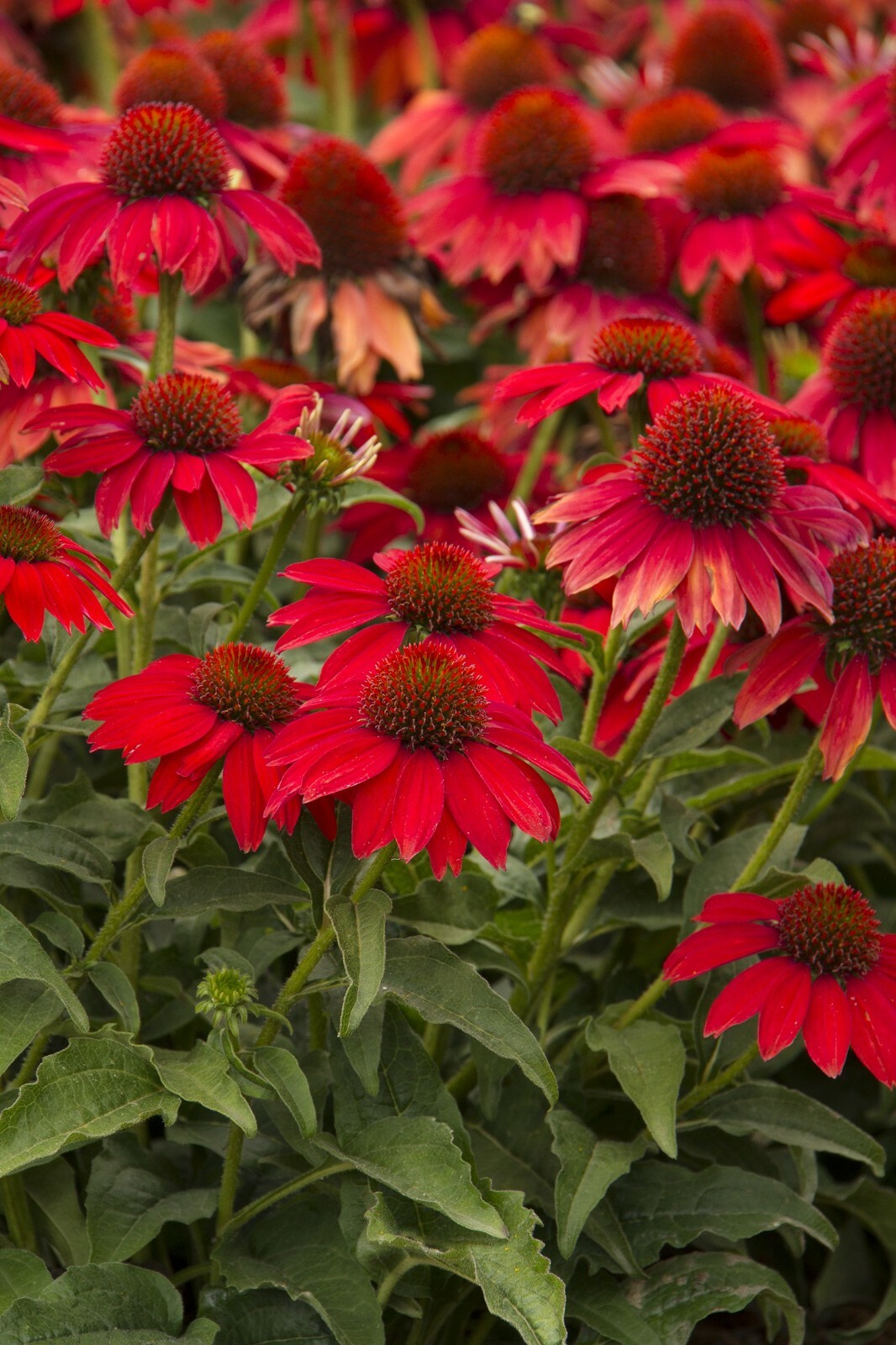 Dark Deep Red Cheyenne Spirit Coneflower 30+ Seeds Echinacea Farm Fresh