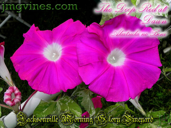 The Deep Red at Dawn / Akatsuki no Beni Japanese Morning Glory 6 Seeds