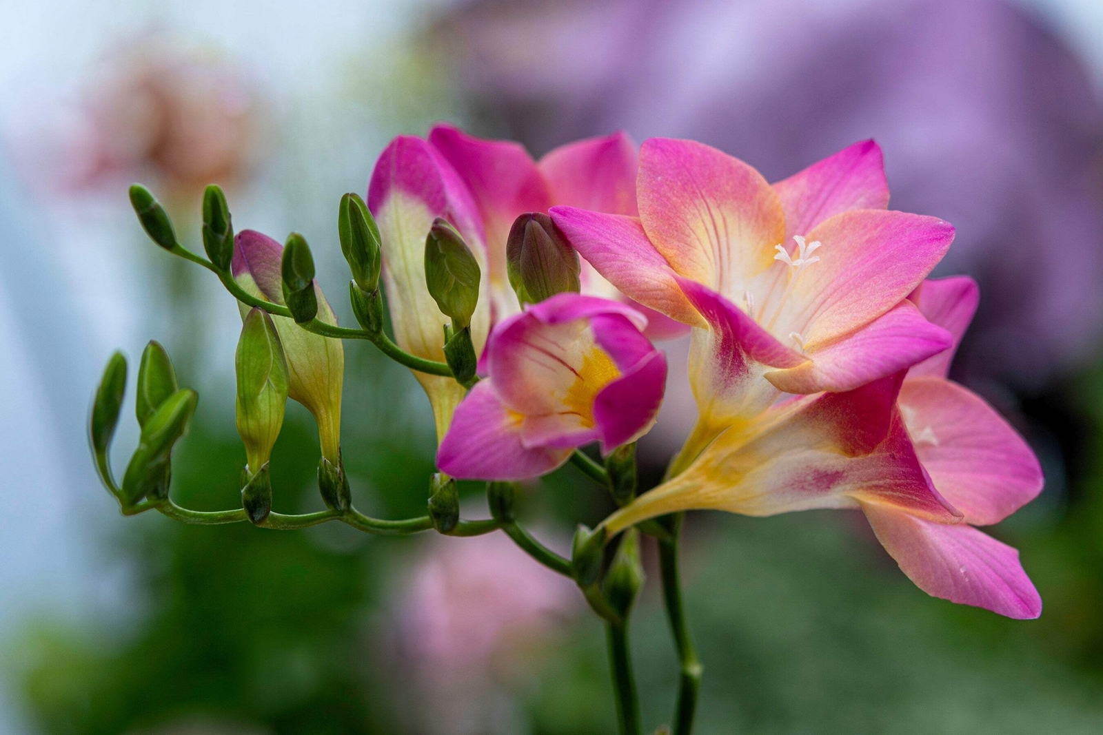 5 ROYAL CHAMPION MIX FREESIA Mixed Colors Pink Blue Purple Yellow + Flower Seeds