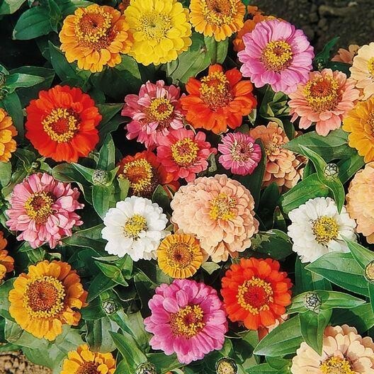 1000+ ZINNIA DWARF THUMBELINA MIX – Butterflies – Hummingbirds — CUT FLOWERS