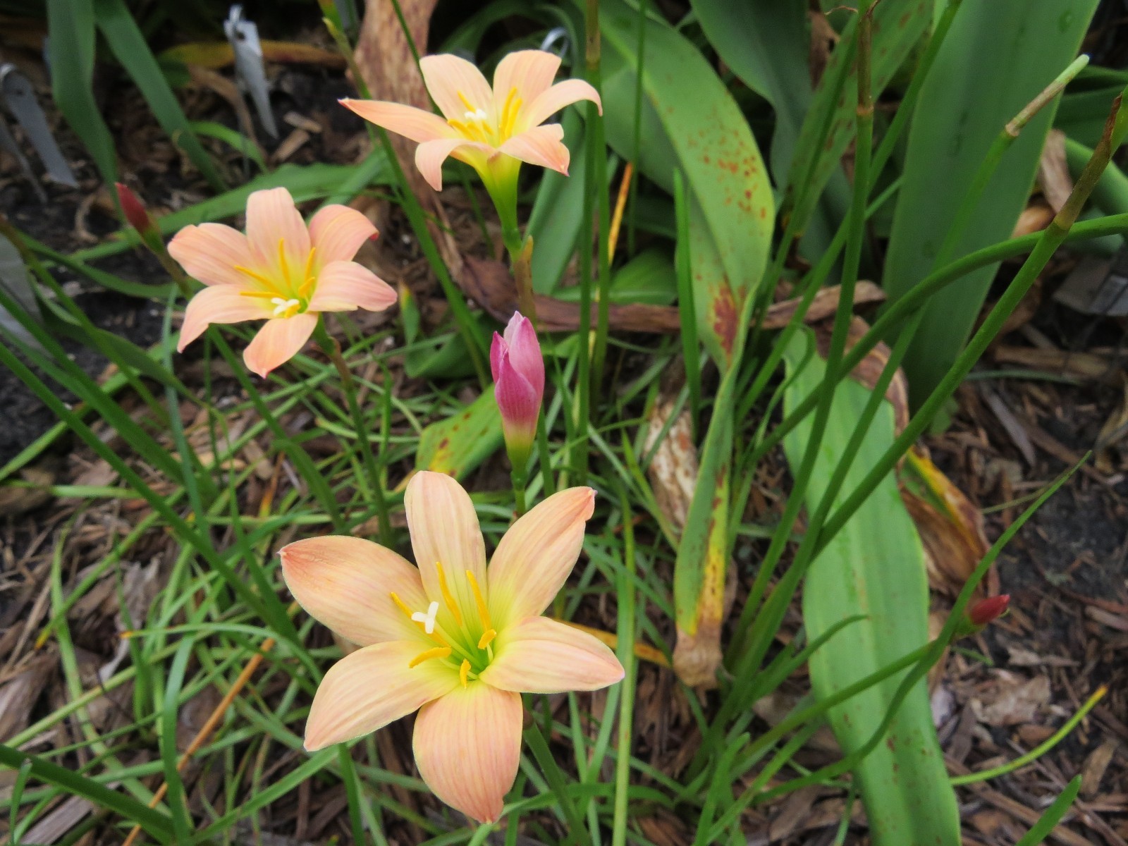 Rain Lily, Zephyranthes Peach, 1 bulb, NEW, habranthus