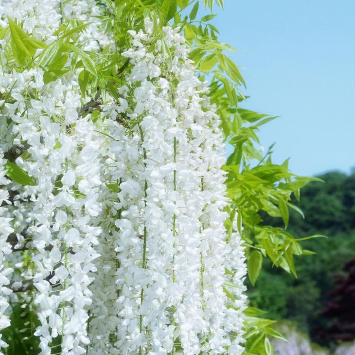 400+ Jasmine Seeds Climbing Fragrant Flower Four Seasons Garden Plant
