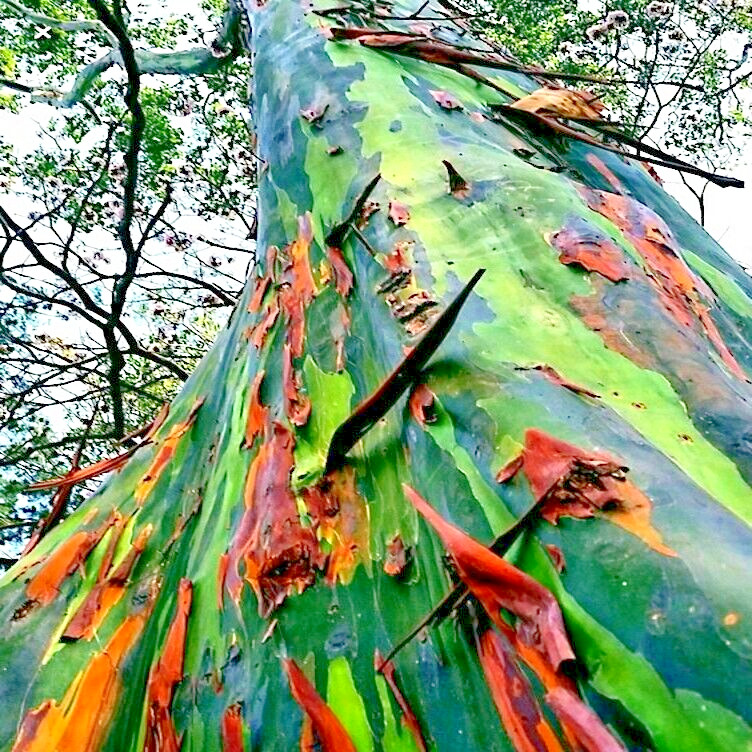 50 Rainbow Eucalyptus deglupta Tree Seeds Fast Tropical Indonesian Mindanao Gum