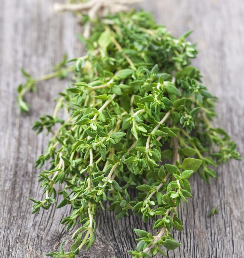 Thyme GERMAN/WINTER Purple Garden Herb Fragrant Edible Heirloom NonGMO 500 Seeds