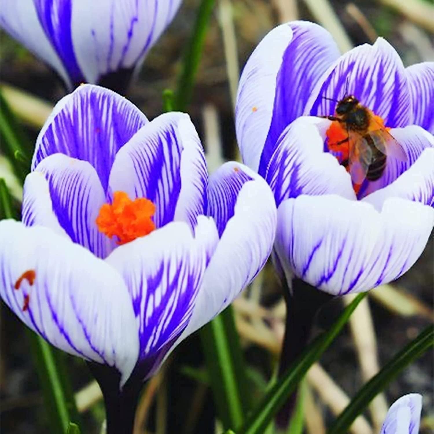 Spring Blooms: 10 Colorful Striped Crocus Bulbs – Perfect for Partial Shade