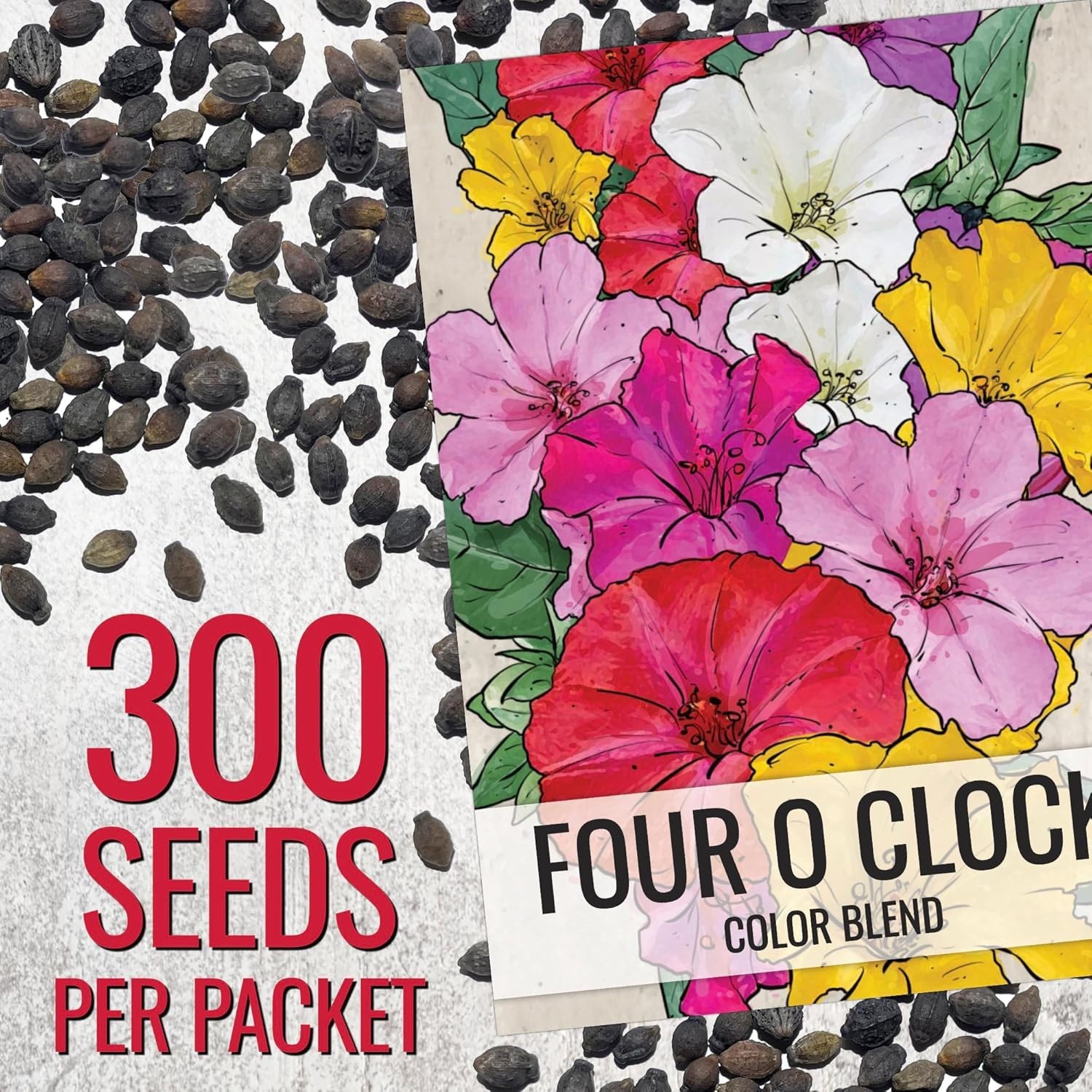 Vibrant 300 Pack of Heirloom Four O’Clock Seeds – Bloom Summer to Fall