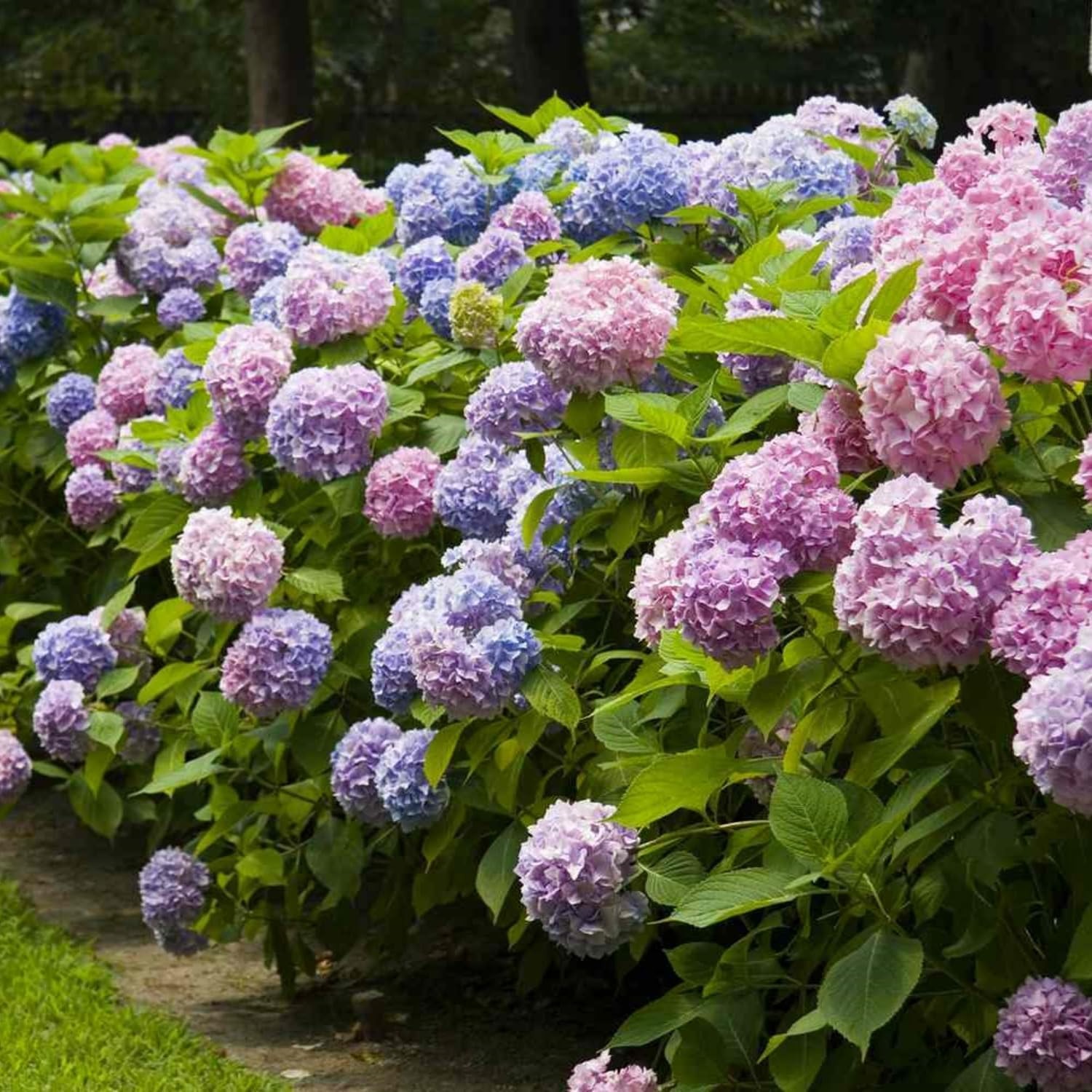 50Pcs Mixed Hydrangea Flower Seeds â€“ Colorful Hortensia Garden Seeds for Pl…