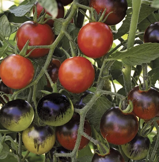 Midnight Snack Tomato Seeds – 15 Seeds | Sweet, Dark Purple Heirloom Tomatoes