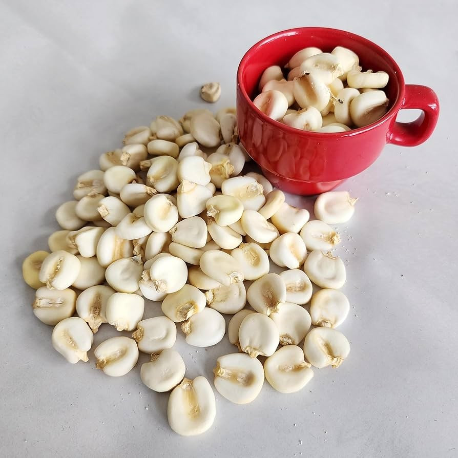 Peruvian Mountain Corn Seeds (30) / Peruvian Maiz Montana / Massive / Rare