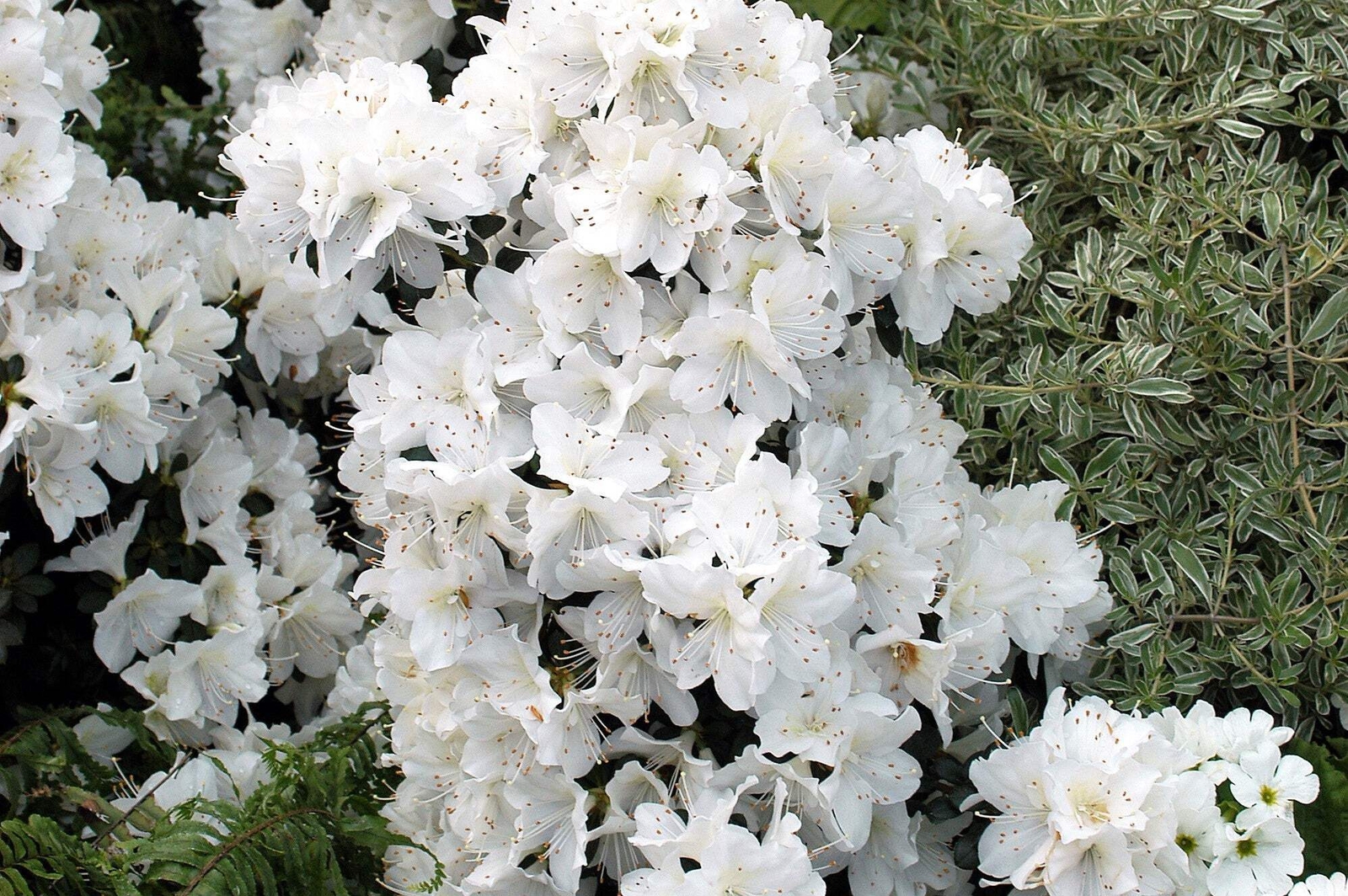 50 MIXED HYBRIDS RHODODENDRON spp Mixed Colors Flower Sun Shade Bush Shrub Seeds
