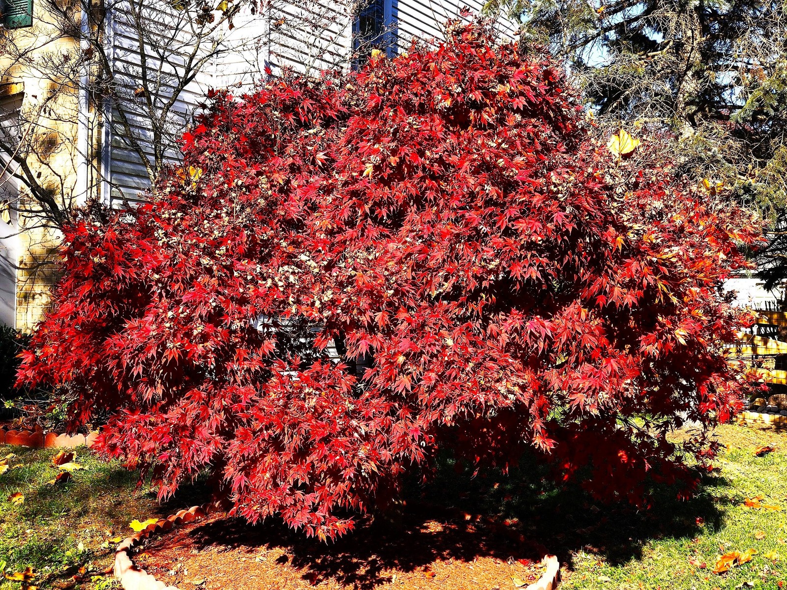 Red Japanese Maple Tree (Bloodleaf) Seeds – For 2026 Planting