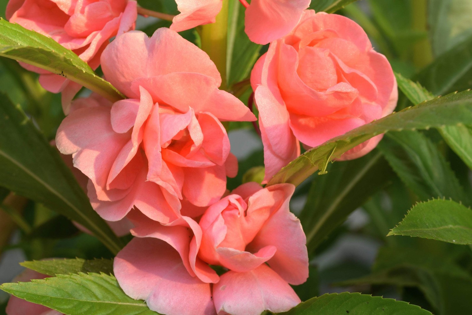 100 MIXED DOUBLE CAMELLIA IMPATIENS Balsamina Flower Seeds *Flat S/H