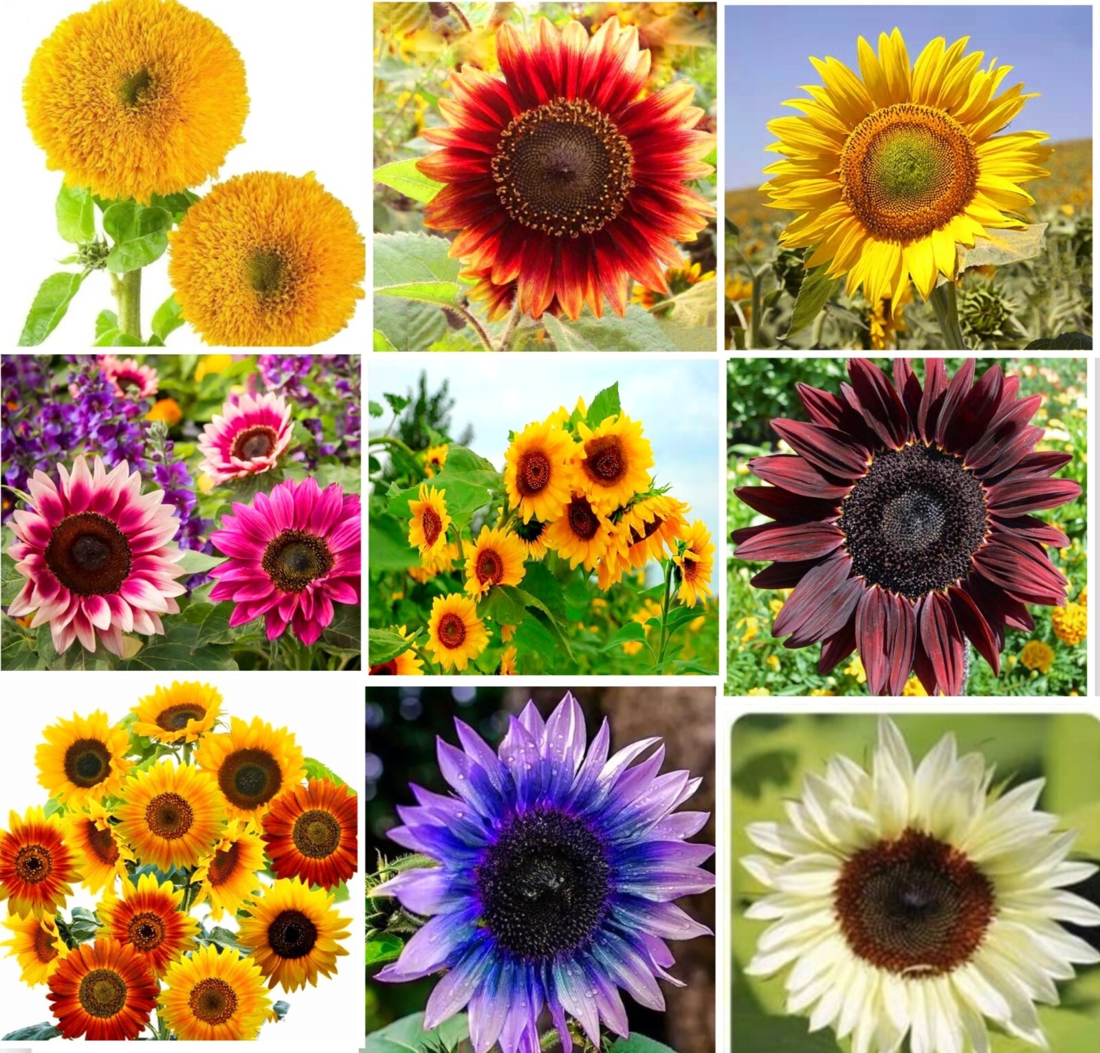 40 Seeds Colorful Sunflower Multi-head dense Sunflower seeds Non-GMO Individual