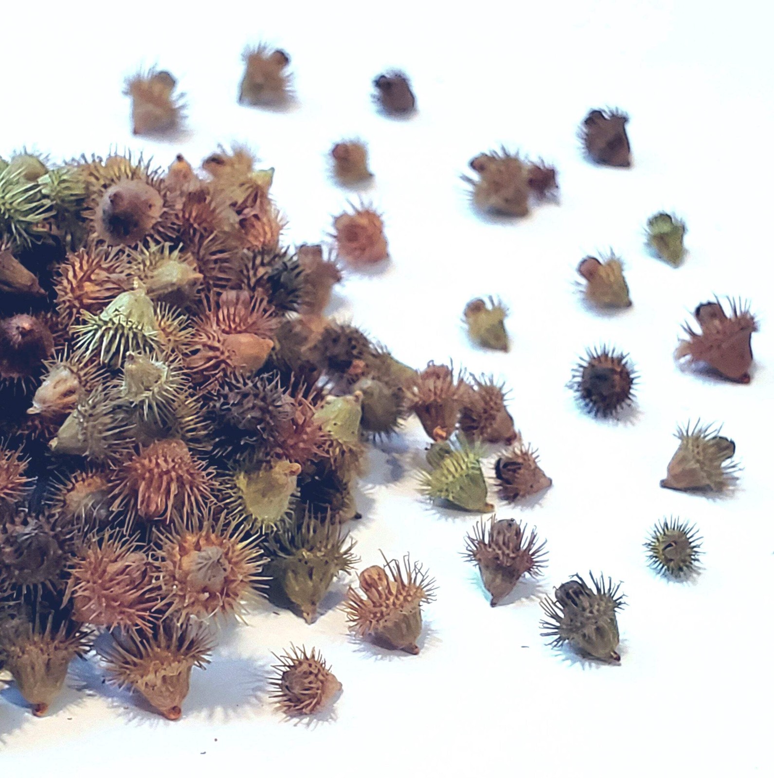 Agrimony Seeds (Agrimonia eupatoria) ~Traditional Herb Pollinator Garden