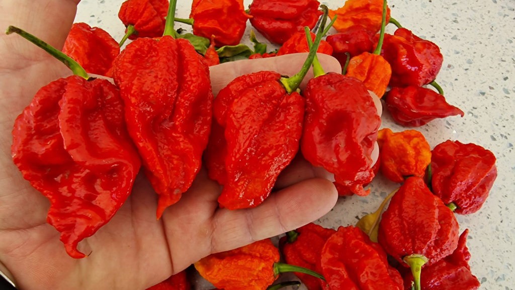 MA Mutant X Hot Pepper Seeds. 10 Seeds per order Free Shipping!