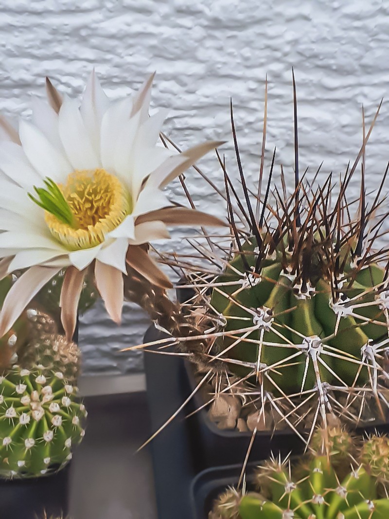 Echinopsis Rhodotricha 5 Seeds Free Shipping!