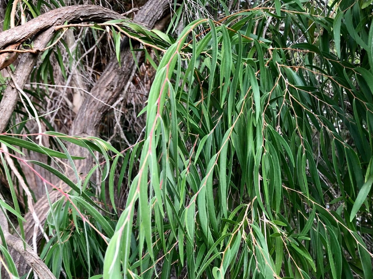 Agonis flexuosa | Australian Willow Myrtle | Peppermint Tree | 50_Seeds