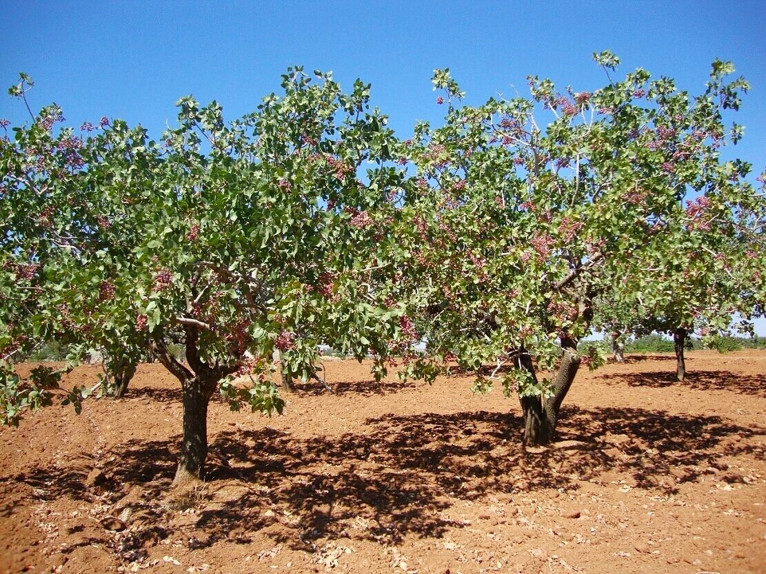 Pistachio Tree Seeds | Pistacia Vera Green Nut Perennial Seed 2025 Fast Shipping