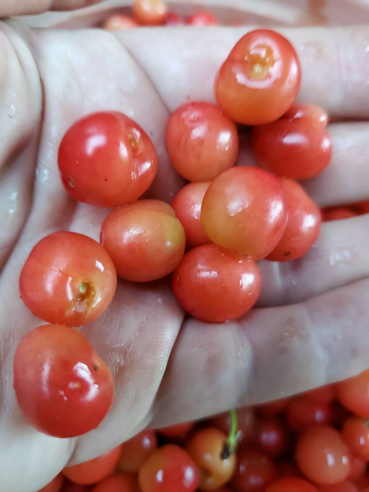 Cherry Tree Seeds |Montmorency Sour Cherry NON-GMO | Missouri Orchard | 15 seeds