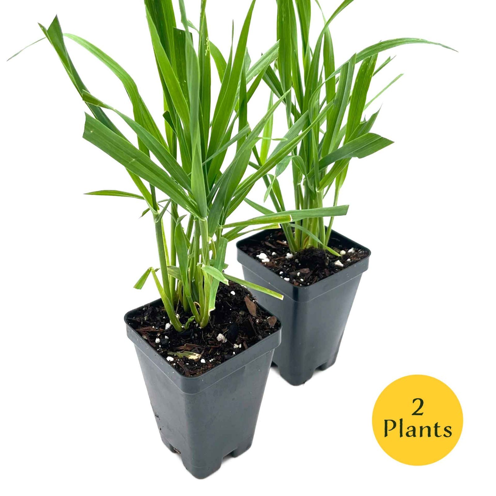 Cat Grass (Dactylis glomerata) Nutritious & Pet-Friendly Plant for Cats & Dogs