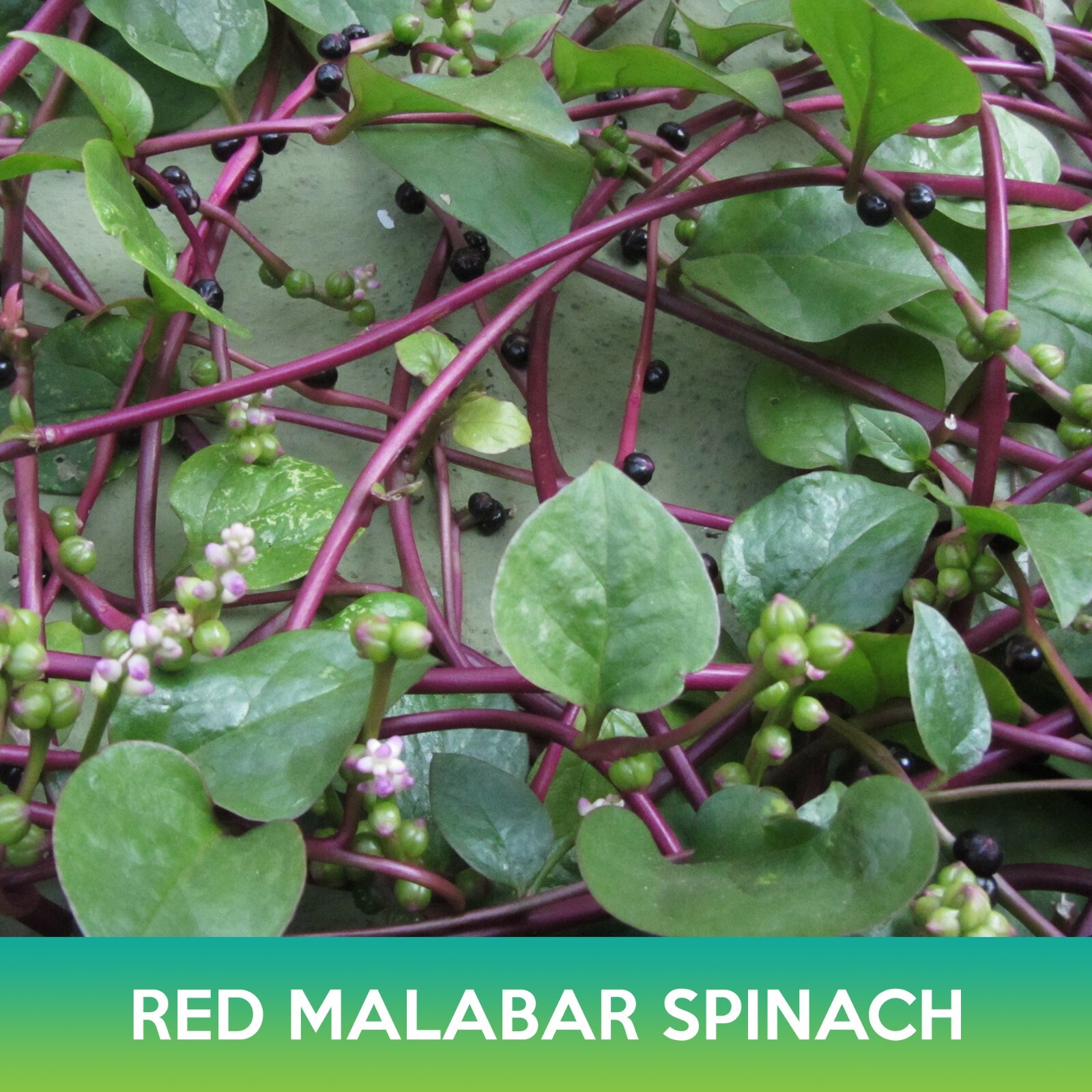 Red Malabar Spinach Seeds, Basella rubra
