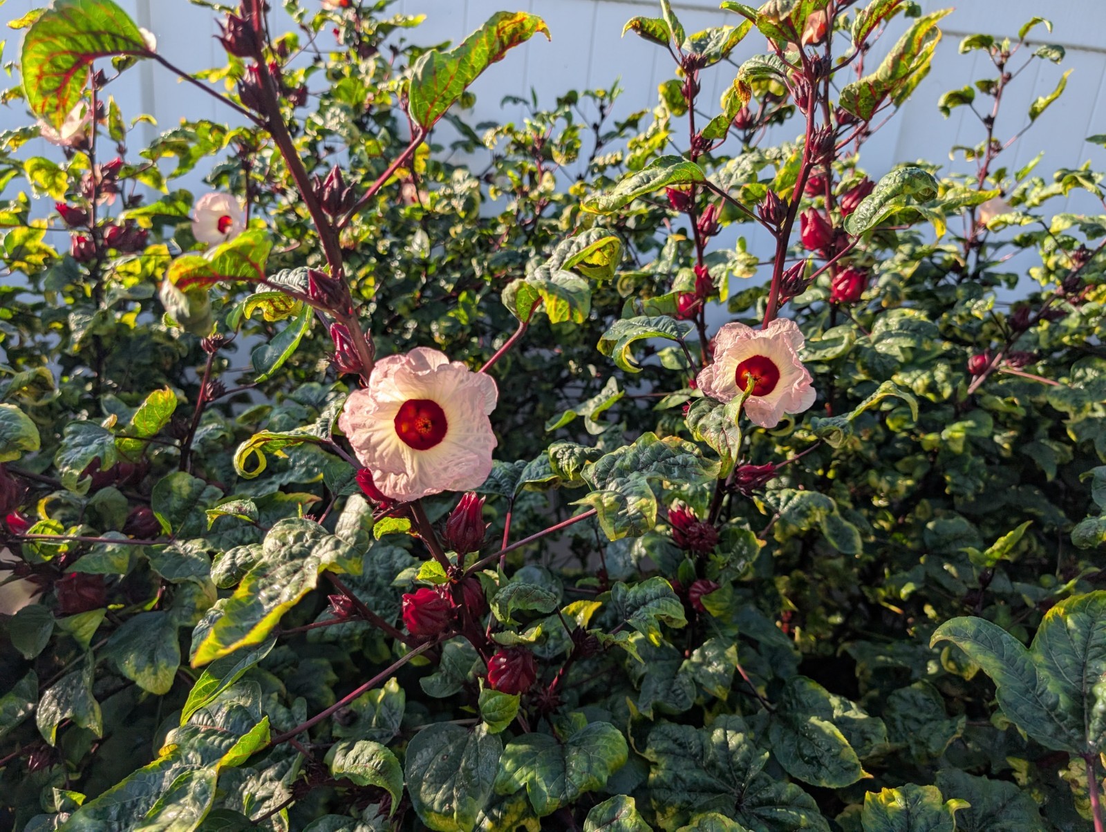 50 Roselle Seeds, also know as Jamaican Sorrel and Florida Cranberry grown in Fl