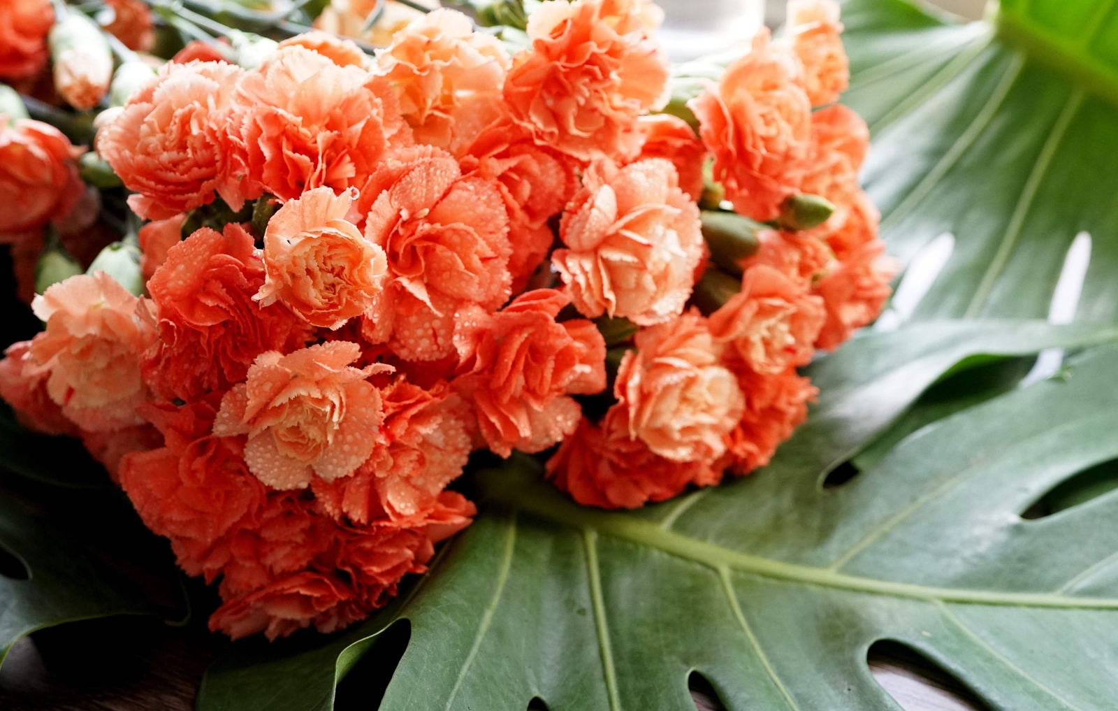 50 ORANGE CARNATION Dianthus Caryophyllus Chabaud Flower Seeds *Flat S/H