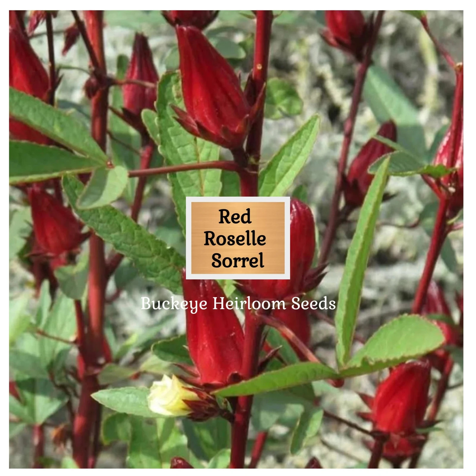 Red Roselle Sorrel | Asian Sour Leaf | 20 Seeds | Hibiscus sabdariffa