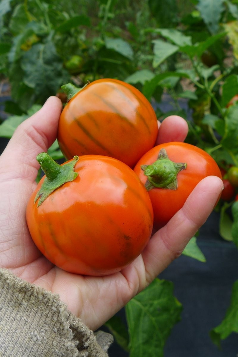 25+ TURKISH ORANGE EGGPLANT SEEDS — HEIRLOOM – ORGANIC – NON GMO ——– FRESH
