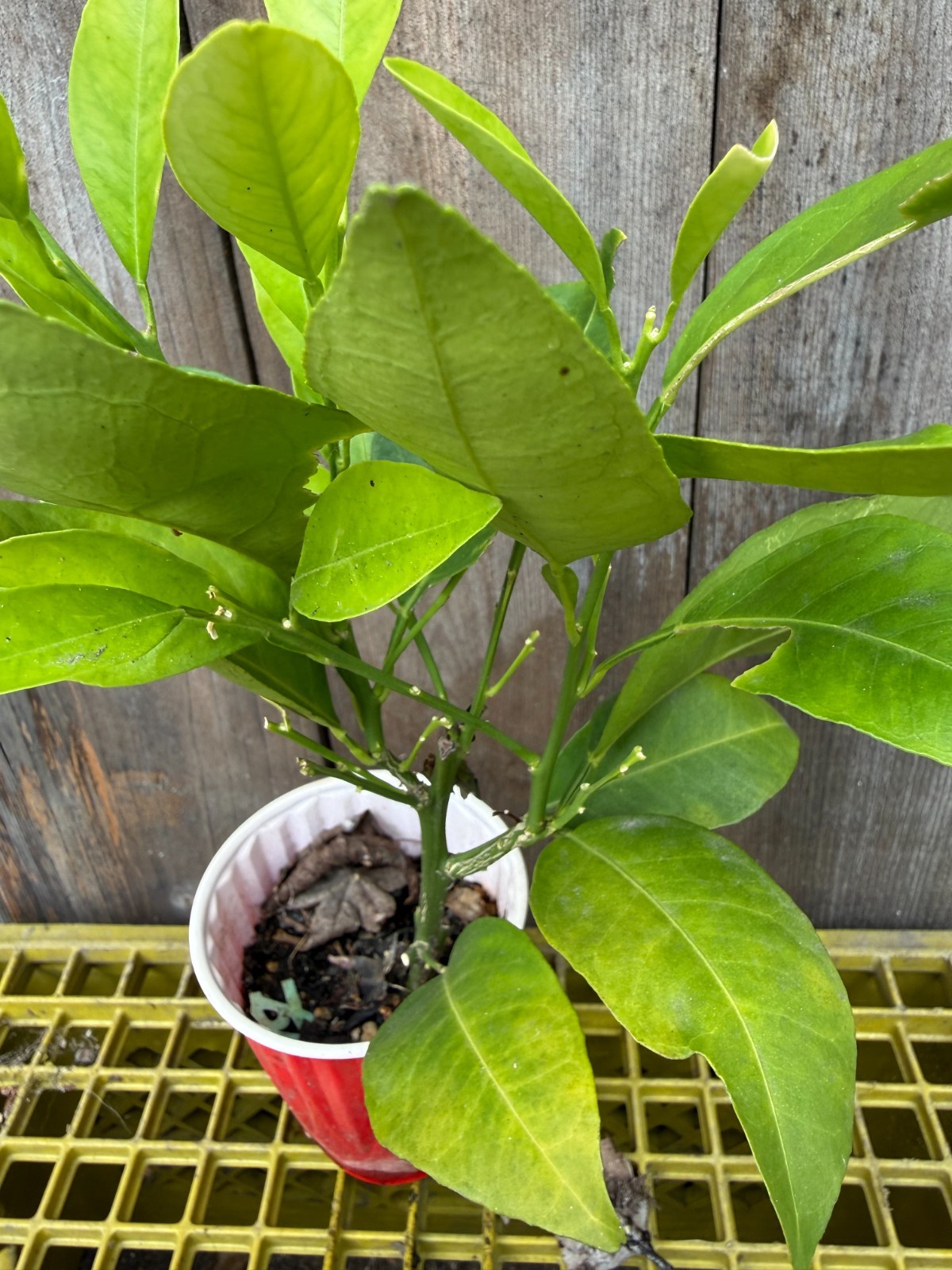 1 Ruby Valencia’ Sweet Orange Tree, Cuttings Rooted Orange Tree