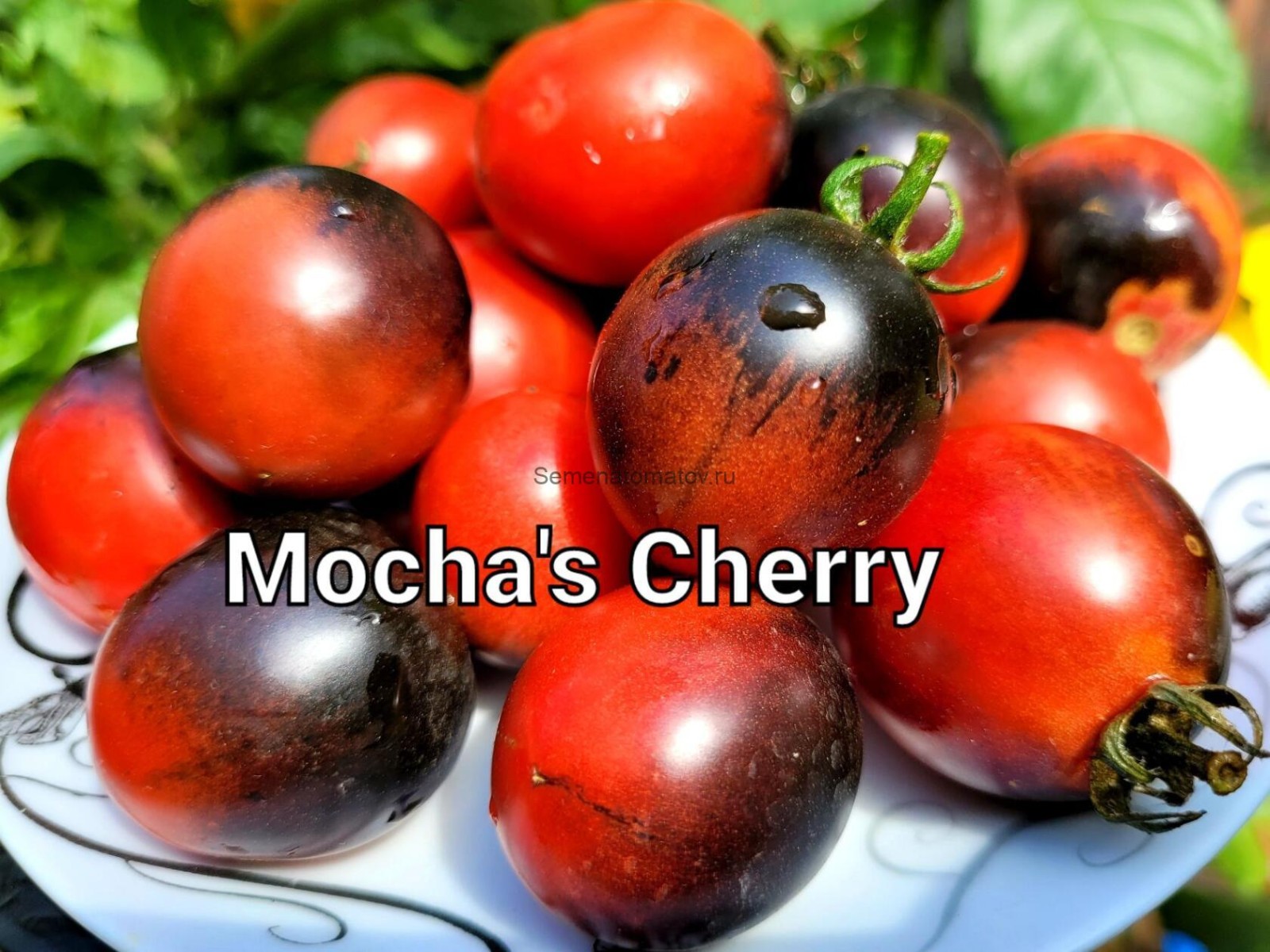 10 seeds Dwarf Mocha’s Cherry Tomato ORGANIC Rare Anthocyanin Variety