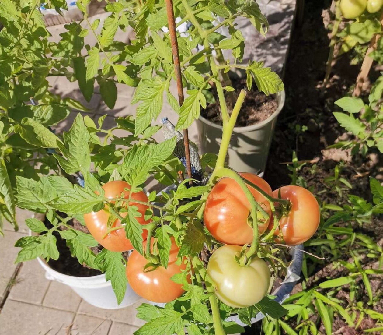 75Ct seeds set:Pink tomato,red& black cherry tomato75粒西红柿种子包：粉番茄，红&黑樱桃番茄各25粒2023